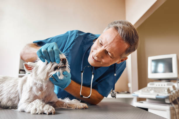 Best Emergency Root Canal Treatment in Bellbrook, OH